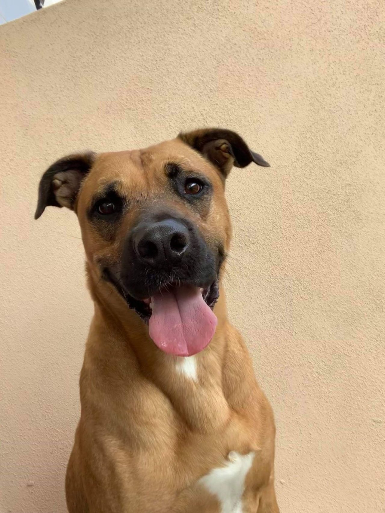 Luxury Pet Boarding Henderson, NV 89044 Inspirada Animal Hospital